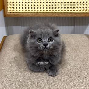 Scottish Fold