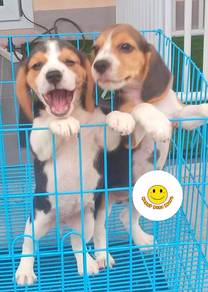 BB7009 Beagle little sweetheart puppy