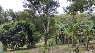 Agricultural Land in Lanchang, PHG