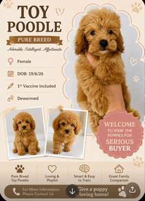 Pure Toy Poodle