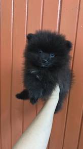 Pure Breed Black Mini Pomeranian (M) 纯种迷你全黑博美 男生