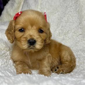 cocker spaniel i