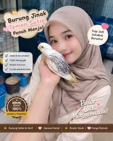 burung cockatiel jinak