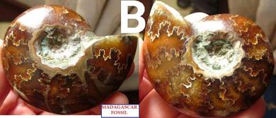 Small ammonite shell for decoration - 22g (A)