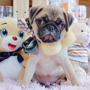 Pug
