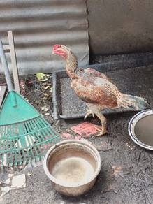 Ayam pama IQ