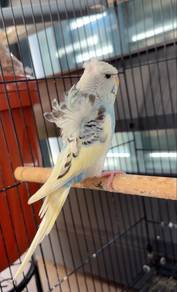 Helicopter Budgerigar