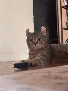 american curl x bsh
