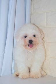 G20 Cute Bichon Puppy