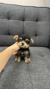 Pure Breed Yorkshire Terrier (Female) 