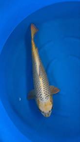 Ogata Silver Fox Japanese Koi