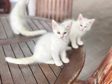3 Crystal White Pure Mainecoon Kittens