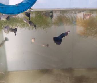 panda guppies