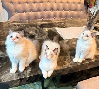 Ragdoll Pure Breed 