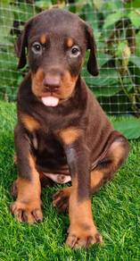 DOBERMAN PUPPIES 🐻 H166 Male~ Female Available
