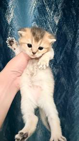 British Shorthair (BSH)
