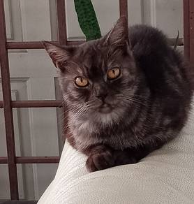 BSH mix PERSIAN 