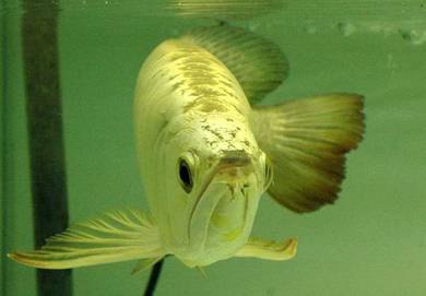 Golden crossback 13 inch -wholesale price