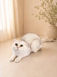 British short hair Bsh