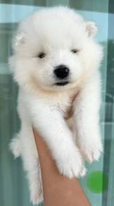 SAMOYED PUPPIES S33 🌻Snow Fluffy Boy~Girl