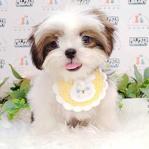 Shih Tzu