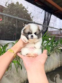Pomeranian
