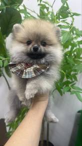 Sable Female Pomeranian 2 mths old Puppy