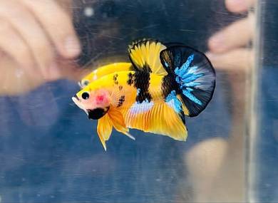 BETTA - Ikan Laga Yellow Koi
