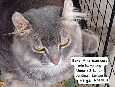 American Curl mix Kampung