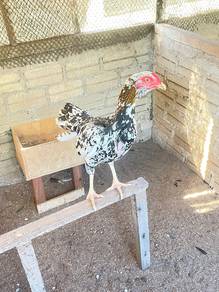 Ayam Ratu
