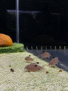Leopard Cory / Julii Cory