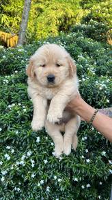 golden retriever 