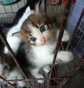 kucing untuk dijual