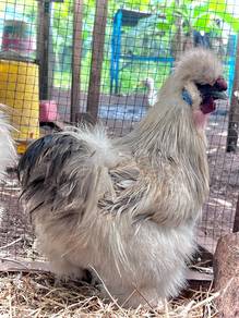silkie chicken ayam silkie
