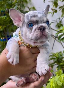 FRENCH BULLDOG PUPPIES 🌻S209 Boy~Girl