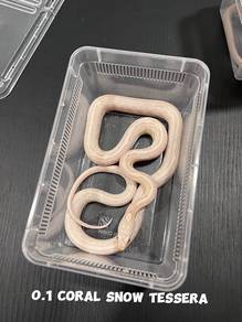 corn snake (coral snow tessera morph)