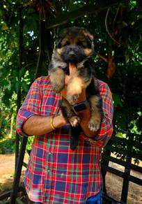 German shepherd puppies 013