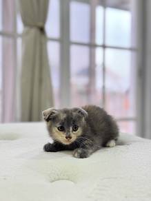 Kucing scottish fold 3 bulan
