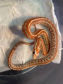 Corn Snake - Ultramel Tessera