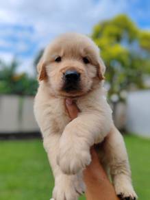 Golden Retriever (MKA)