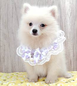 Pomeranian