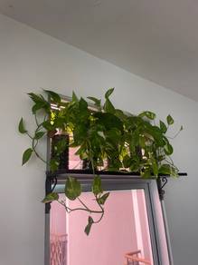 Indoor Golden Pothos Plant