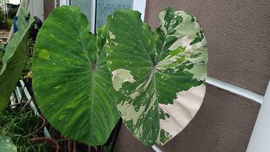 Colocasia Pink Sapphire 