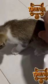 BRITISH SHORT HAIR MIX Ame Kitten, GOLDEN BiColour