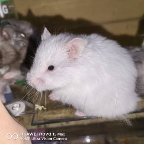 Hamster Syirian White Black Eye Female