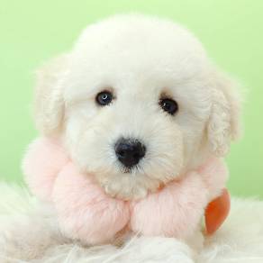 Poodle