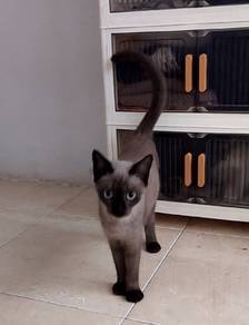 Siamese chocolate point 