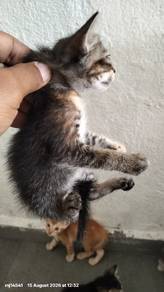 6 ekor anak kucing- percuma