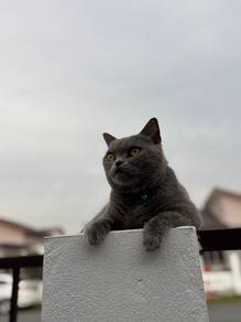 BSH Blue Rehome
