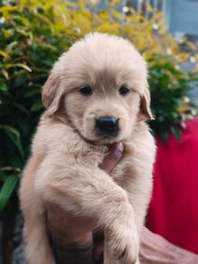 golden Retriever&